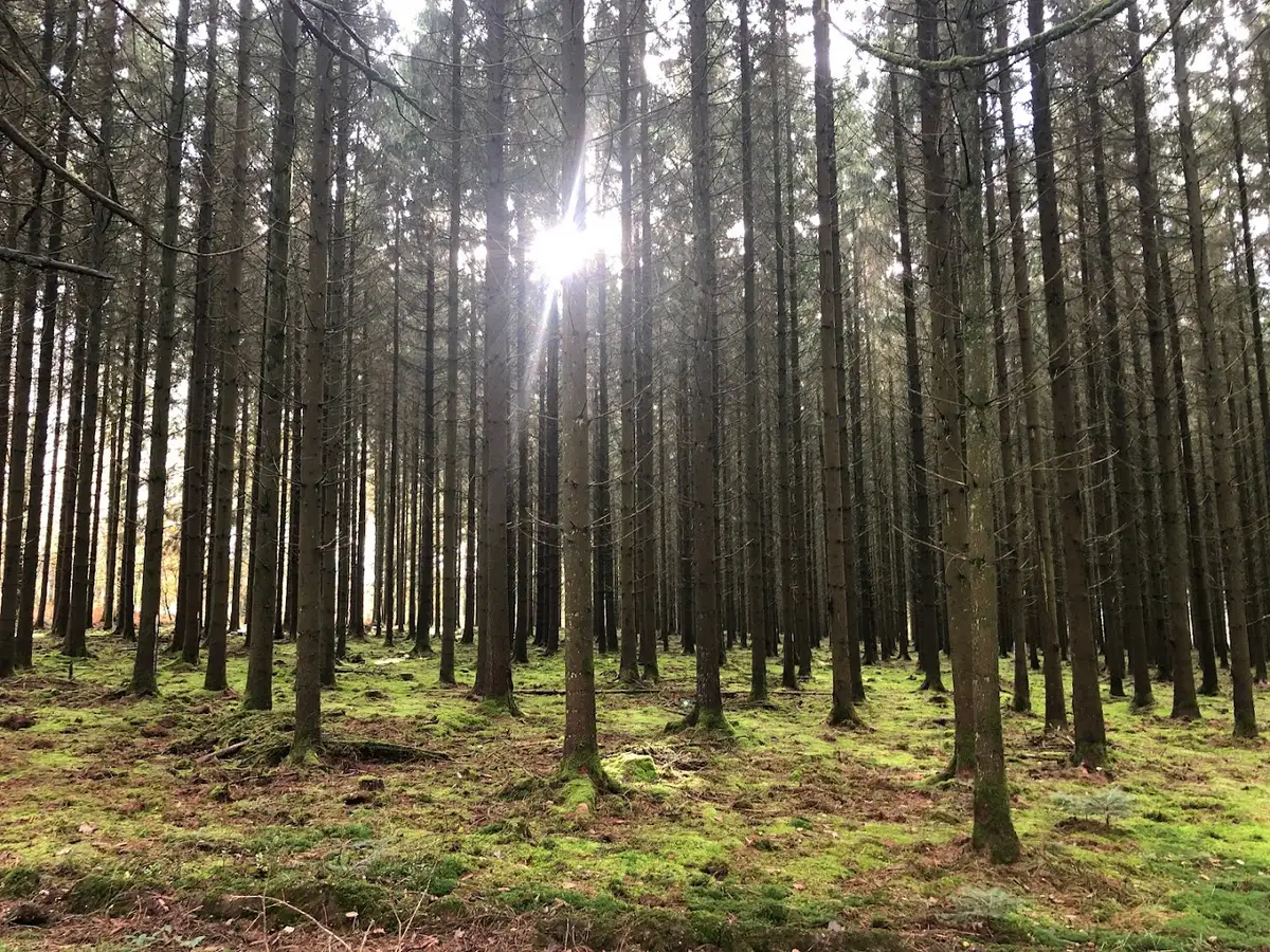 Forest Lodge · Photos 2